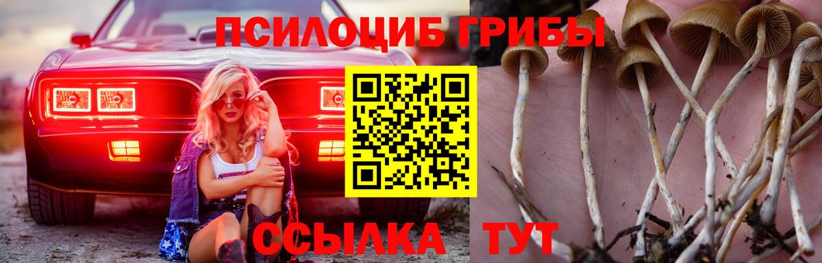 Галлюциногенные грибы Psilocybine cubensis Калуга